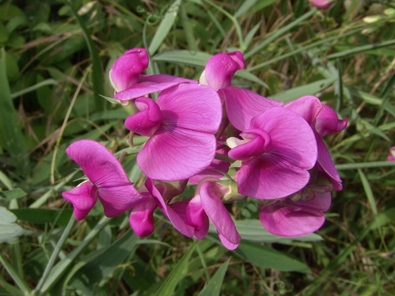  Image name: cicercnia4.jpg 
 width: 800 pixel 
 height: 600 pixel 
 Size: 140357 bytes 
 Click to enlarge 